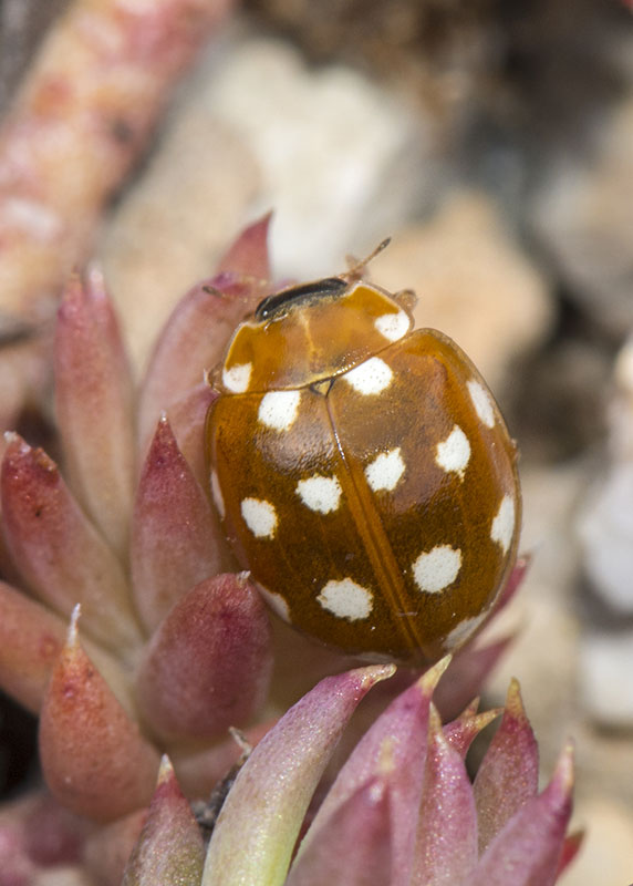 Coccinellidae: Calvia quatuordecimguttata? S.